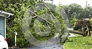 Neighbors tree falls on to neighbors house and over driveway