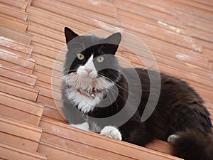 Neighbour`s cat stearing at you from the neighbour`s roof