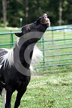 Neighing horse