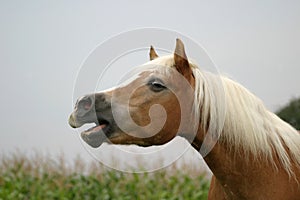 Neighing horse