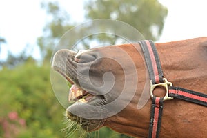 Neighing horse