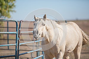 Neighing Palomino horse