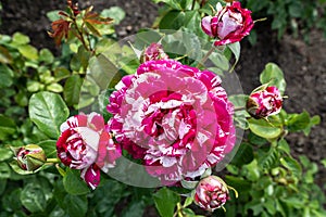 Neil Diamond Flower
