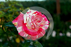 Neil Diamond rose, hybrid tea rose