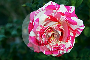 Neil Diamond rose, hybrid tea rose photo