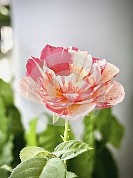 Neil Diamond rose plant,deep pink color with stripe petals