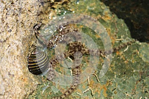 Live snail and starfish amid dead corals at Neil Island