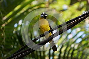 Neinei - Megarynchus pitangua