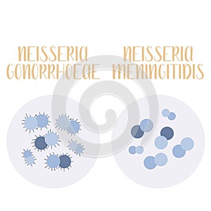 Neisseria Gonorrhoeae, Neisseria Meningitidis, pathogen. Spherical, gram-negative bacteria. Morphology. Microbiology.