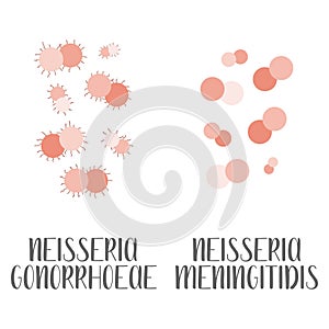 Neisseria Gonorrhoeae, Neisseria Meningitidis, pathogen. Spherical, gram-negative bacteria. Morphology. Microbiology.