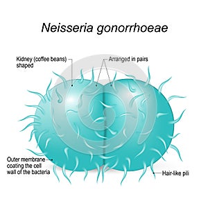 Neisseria gonorrhoeae. Structure of a bacterial cell