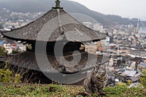 Neko-no-Hosomichi Cat Alley in Onomichi City. Hiroshima Prefecture, Japan