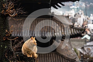 Neko-no-Hosomichi Cat Alley in Onomichi City. Hiroshima Prefecture, Japan