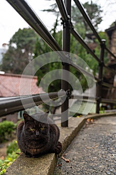 Neko-no-Hosomichi Cat Alley in Onomichi City. Hiroshima Prefecture, Japan