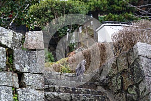 Neko-no-Hosomichi Cat Alley in Onomichi City. Hiroshima Prefecture, Japan