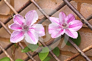 Nellie Moser Clematis, with pink and violet bi coloured petals