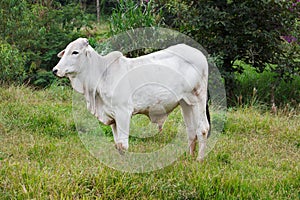 Nellore - brazilian beef cattle bull in field photo