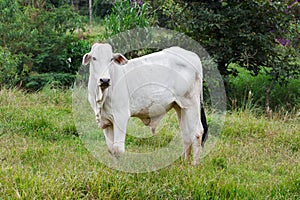 Nellore - brazilian beef cattle in field, white bull photo