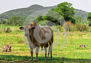 Nellore bull in extensive cattle ranching area in Brazil