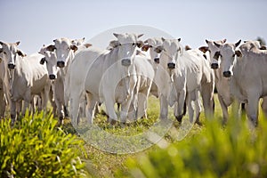 Nellore cattle grazing in the field at sunset, Mato Grosso do Sul, Brazil photo