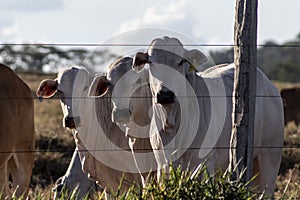 Nellore cattle on pasture photo