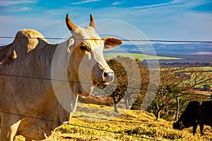 Nellore cattle. Portrait of a Nelore cow in the pasture behind the wires of a fence.