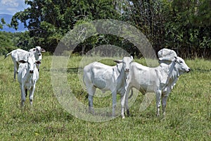 Nellore cattle steers on green pasture photo