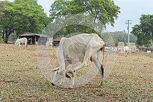 Nellore cow scratching his head with his hind leg in the countryside of Brazil photo