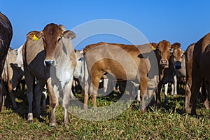 Nellore herd inseminated with Bonsmara calves, Mato Grosso do Sul, Brazil