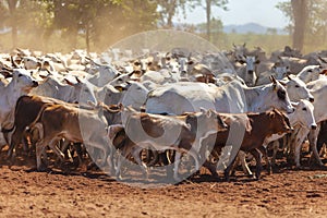 Nellore herd inseminated with Bonsmara calves, Mato Grosso do Sul, Brazil