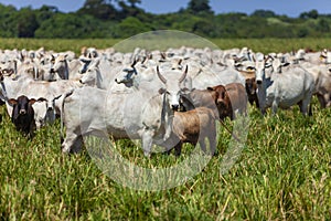 Nellore herd inseminated with Bonsmara calves, Mato Grosso do Sul, Brazil