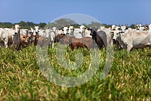 Nellore herd inseminated with Bonsmara calves, Mato Grosso do Sul, Brazil