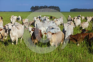 Nellore herd inseminated with Bonsmara calves, Mato Grosso do Sul, Brazil