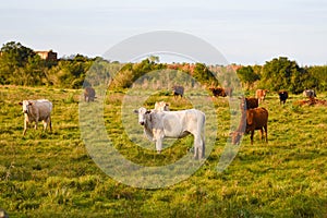 Nelore Breed Cattle Breeding field