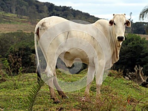 Nelore cattle photo