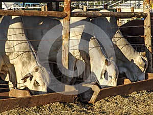 Nelore cattle in confinement photo