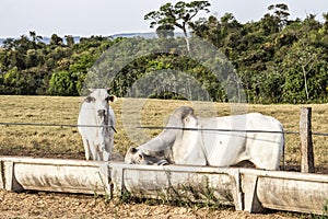 Nelore cattle eating on eater with dry pasture photo