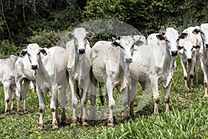 Nelore cattle photo