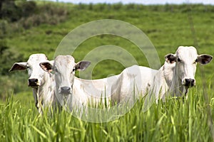 Nelore cattle
