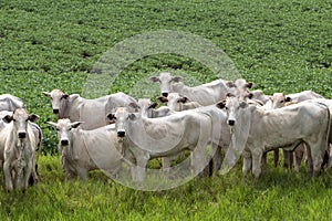 Nelore cattle