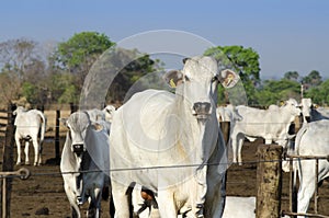 nelore cattle looking at camera in corral, white cow