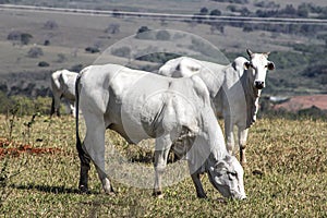 Nelore cattle in a pasture located in Brazil photo