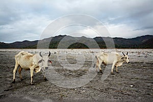 Nelore cow on Pinatubo Trek