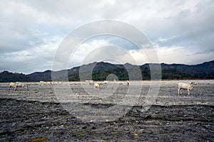 Nelore cow on Pinatubo Trek