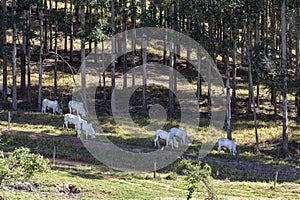 Nelore no pasto de uma fazenda no interior do estado de MInas Gerais Brasil. Gado para engorda photo