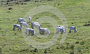 Nelore no pasto de uma fazenda no interior do estado de MInas Gerais Brasil. Gado para engorda photo