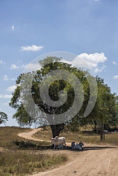 Nelores in the Catinga