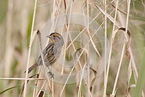 Nelson`s Sparrow, Ammodramus nelsoni, perched in wetlands