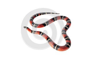 Nelsons Milksnake
