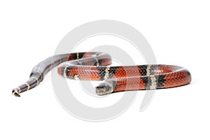 Nelsons Milksnake photo